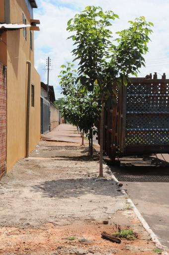 Executivo fornecerá mudas de árvores e plantas ornamentais para que os interessados plantem em calçadas, praças ou jardins