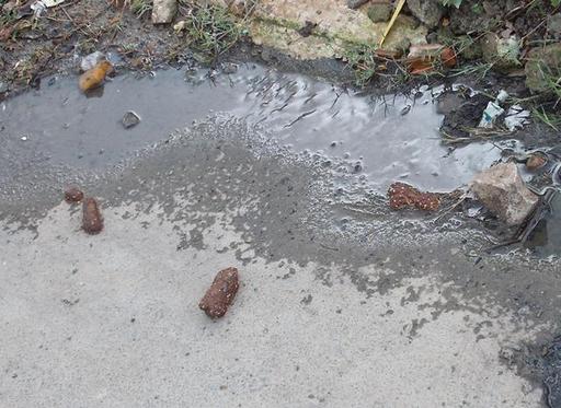 Transtorno acontece na Rua Professor Nestório Ribeiro, na Vila Olavo, onde o problema causa mau cheiro e atrai animais nocivos