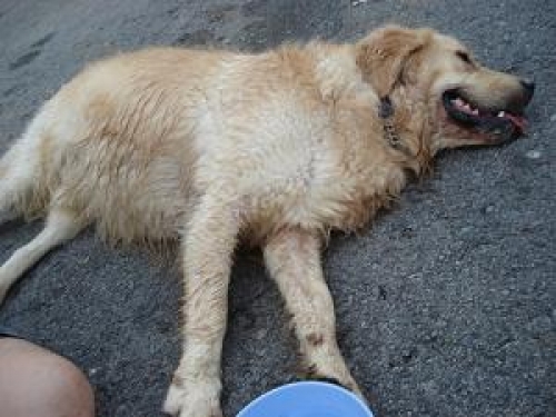 População desconhece a forma correta de se dispor dos corpos de seus animais de estimação. Pior para a saúde pública e para o meio ambiente