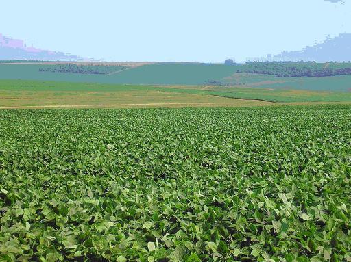 Município é o 7° em todo o país no valor total de produção. Em Goiás, fica atrás somente do município de Cristalina. Jataí é líder nacional em milho e sorgo