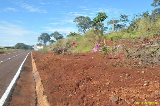 Vereador sugere replantio de mudas na Alameda das Primaveras, via que liga o trevo da BR-060 ao Lago JK
